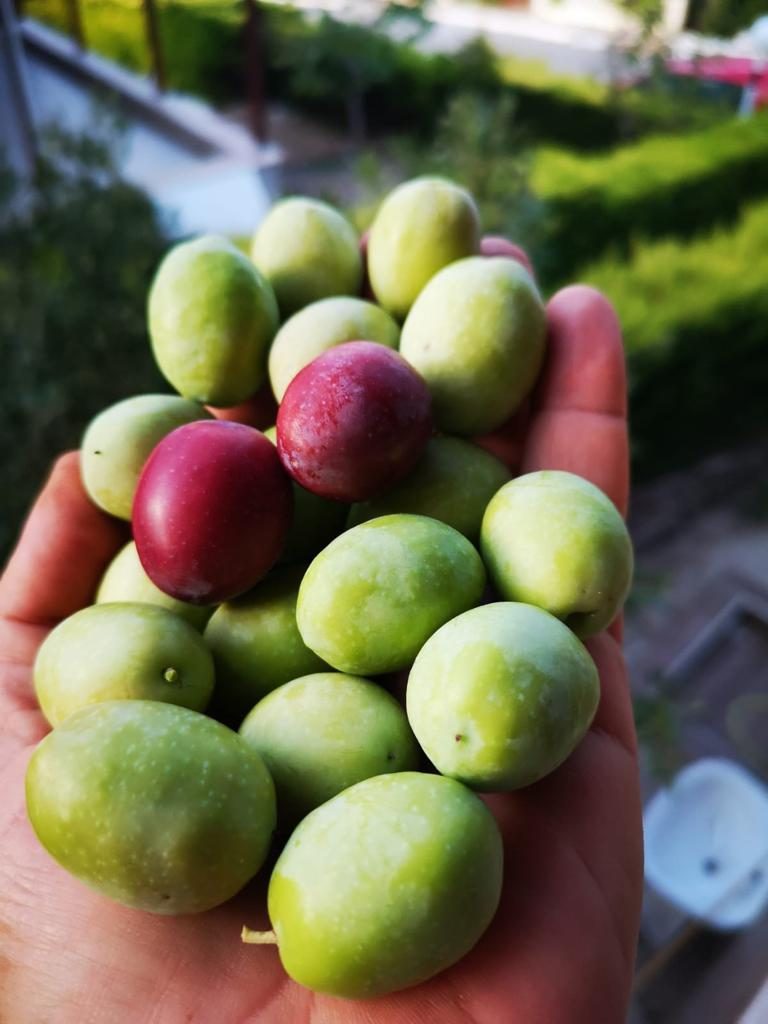 Zeytinyağı 2