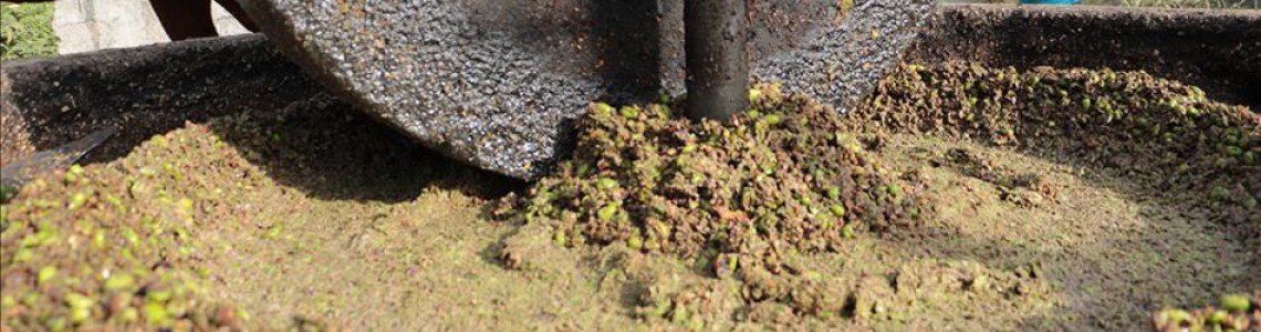 Zeytin Ağacı, Zeytinin Faydaları ve Zeytinyağı Saklama Koşulları