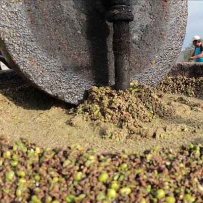 Zeytin Ağacı, Zeytinin Faydaları ve Zeytinyağı Saklama Koşulları