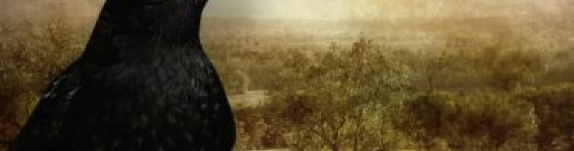 Karatavuk ve Zeytin Ağacının Doğal Döngüsü | Zeytin Çekirdeğinin Hikâyesi