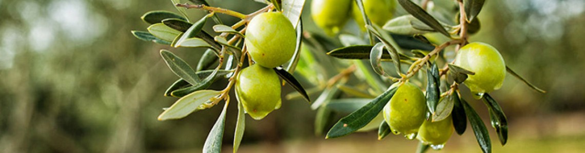 Zeytinyağı Aroması, Hasat Türleri ve Bölgesel Farklar | Yeşilbaşak Olea Zeytinyağı Aroması, Hasat Türleri ve Bölgesel Farklar | Yeşilbaşak Olea