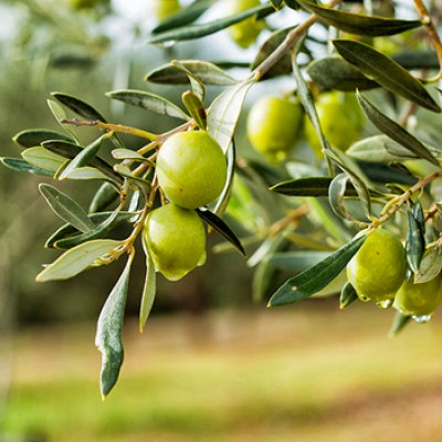 Zeytinyağı Aroması, Hasat Türleri ve Bölgesel Farklar | Yeşilbaşak Olea